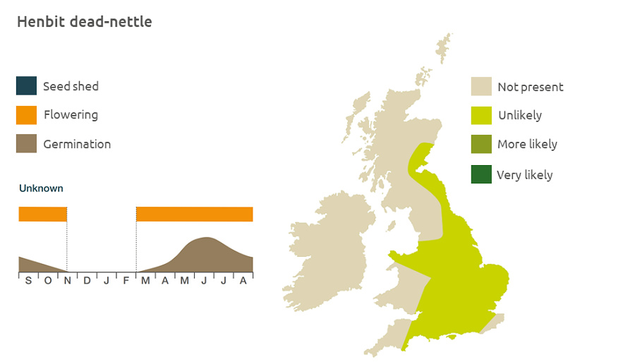 Henbit dead-nettle life cycle and UK distribution
